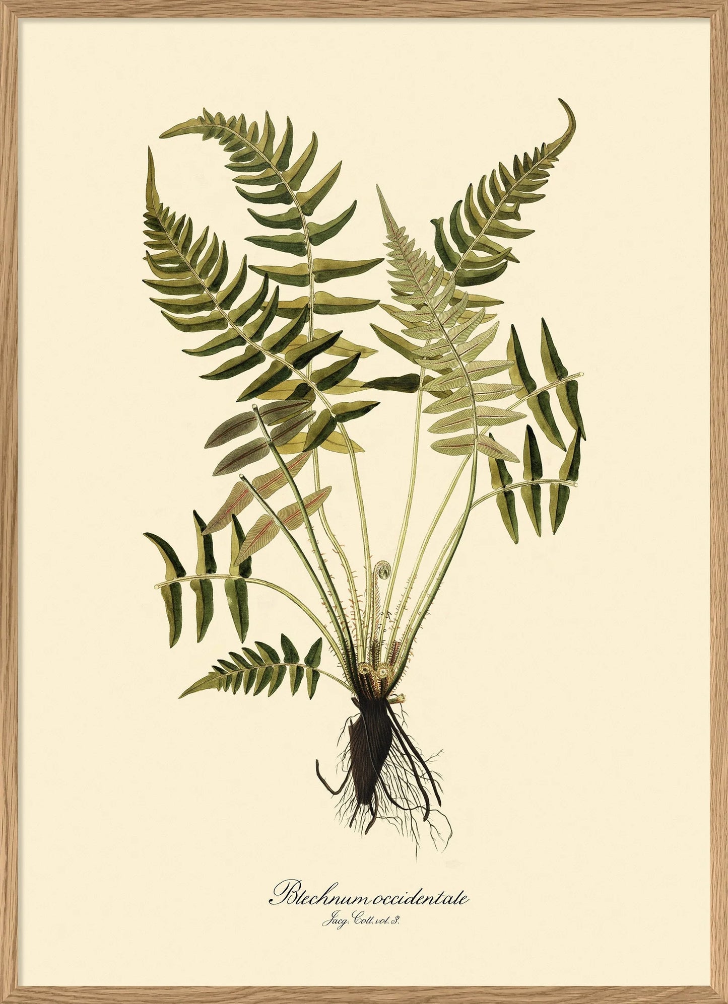 Blechnum poster - The Dybdahl Co.