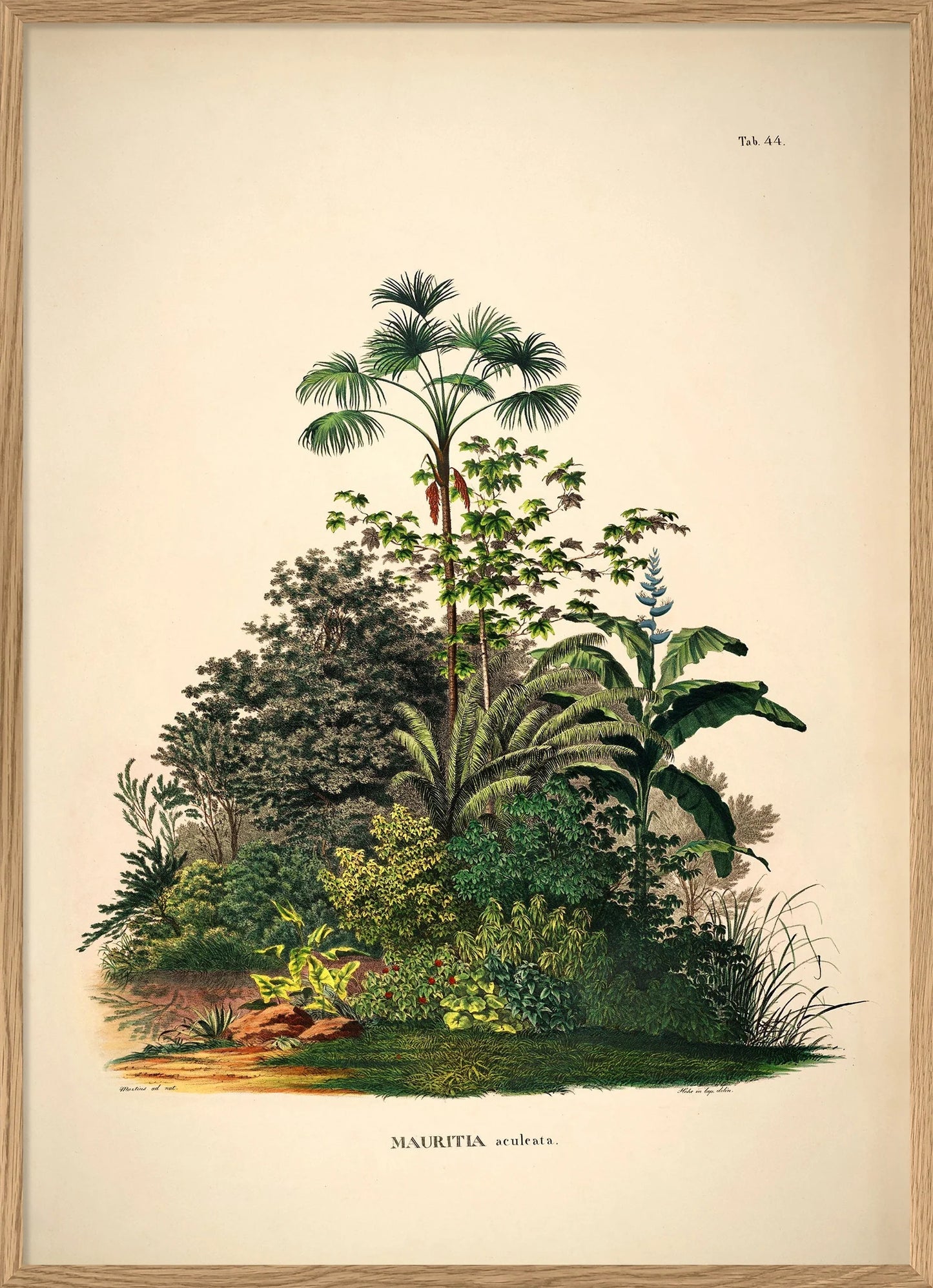 Mauritia poster - The Dybdahl Co.