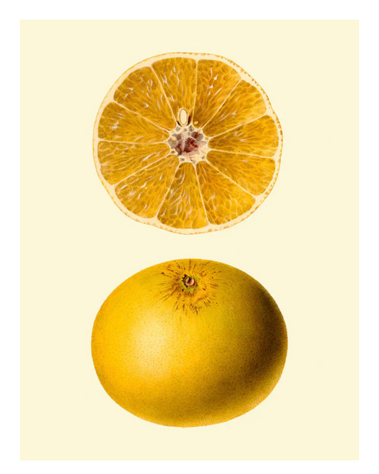 Grapefruit poster - The Dybdahl Co.