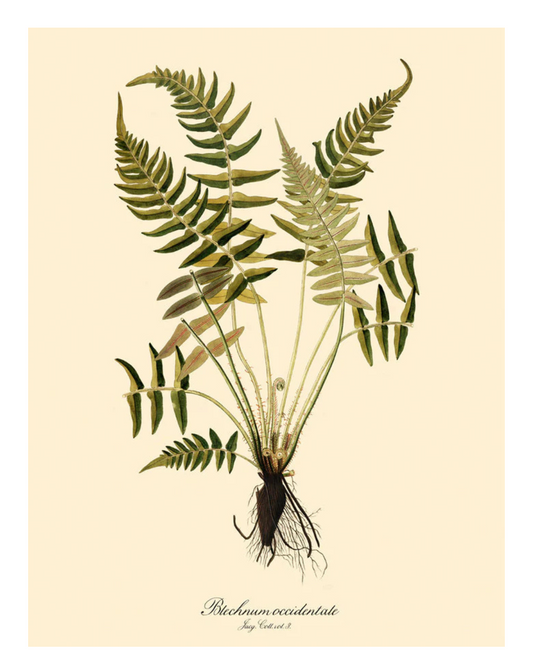 Blechnum poster - The Dybdahl Co.