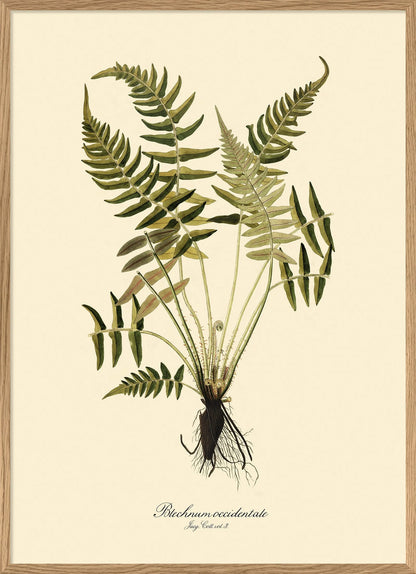 Blechnum poster - The Dybdahl Co.